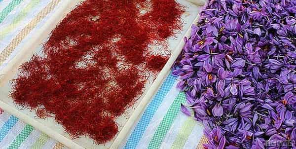 تصویر 2 از خرید زعفران اصل قائنات + قیمت فروش استثنایی